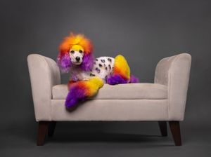 Six images of a colorful fluffy clown wig resting on a grey couch shown from different angles in a dark studio setting.