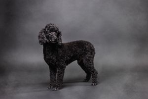 Seven silhouette photos of miniature schnauzer dogs showing different poses and profiles in dramatic black and white lighting.