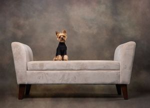 A cute Yorkshire Terrier dog peeks over the back of a light gray couch in sequential views against a dark background.