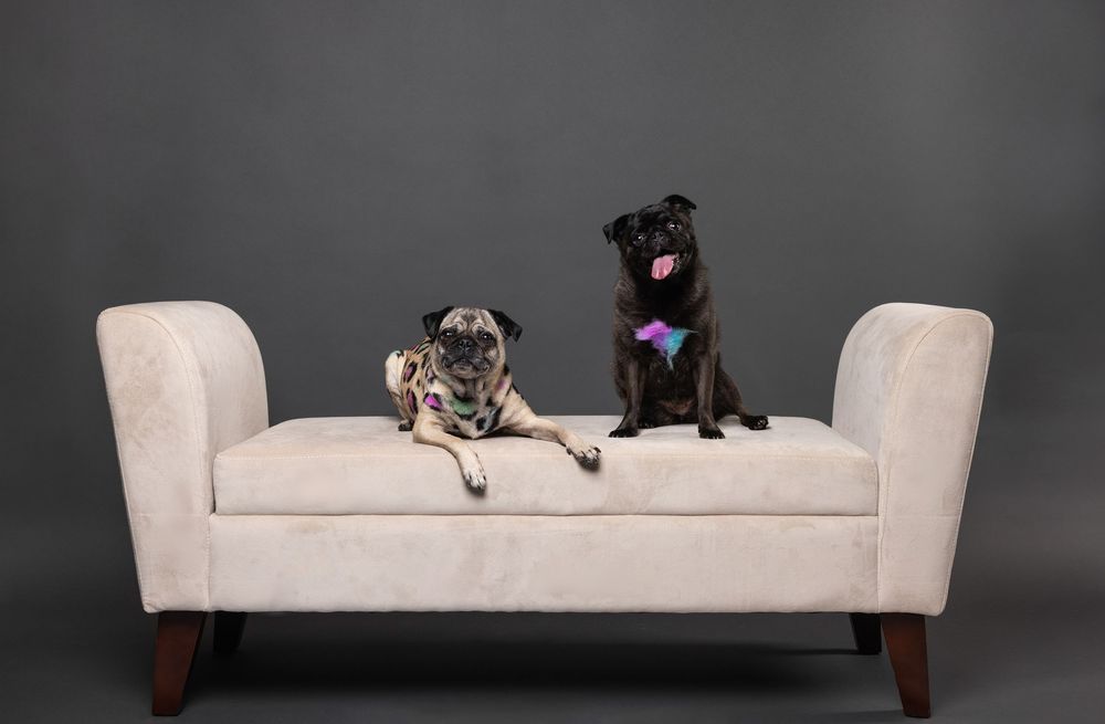 Modern cream-colored chaise lounge sectional shown from multiple angles with dark wood legs.