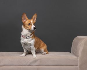Corgi dog lying on beige couch progressively shown in different angles from behind to side poses.