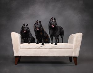 Seven black Schipperke dogs with fluffy coats pose together on a white modern sofa against dark backdrop.