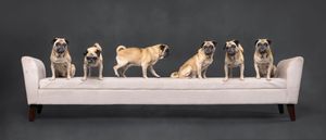A group of brown and tan Pug dogs standing in a line against a dark background.
