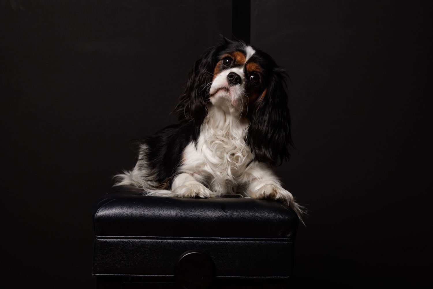unedited image: tricolor Cavalier sits on a piano bench in front of black background