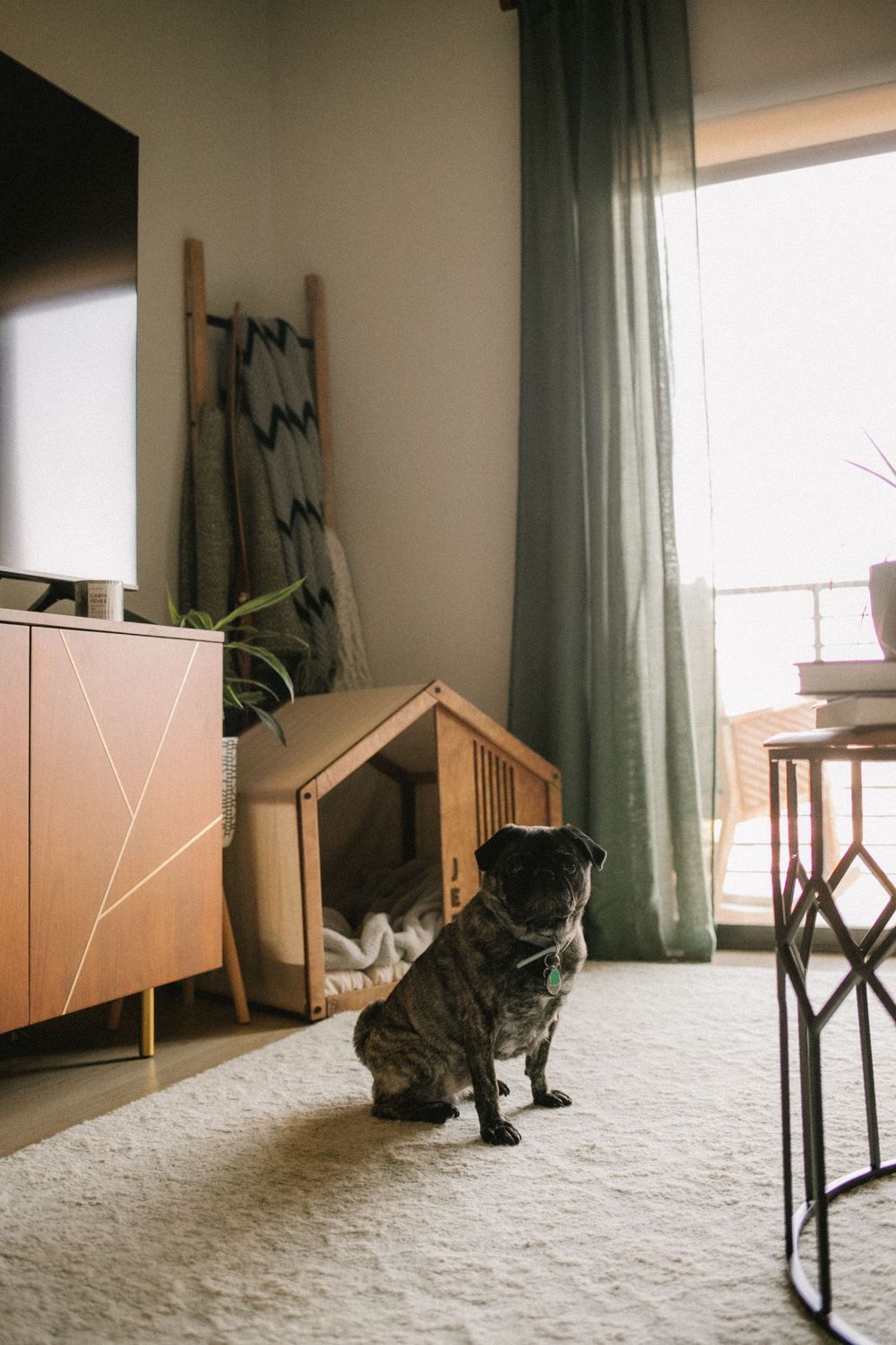 Brindle pug dog sitting on white carpet in modern living room with wooden TV console and stylish dog crate.