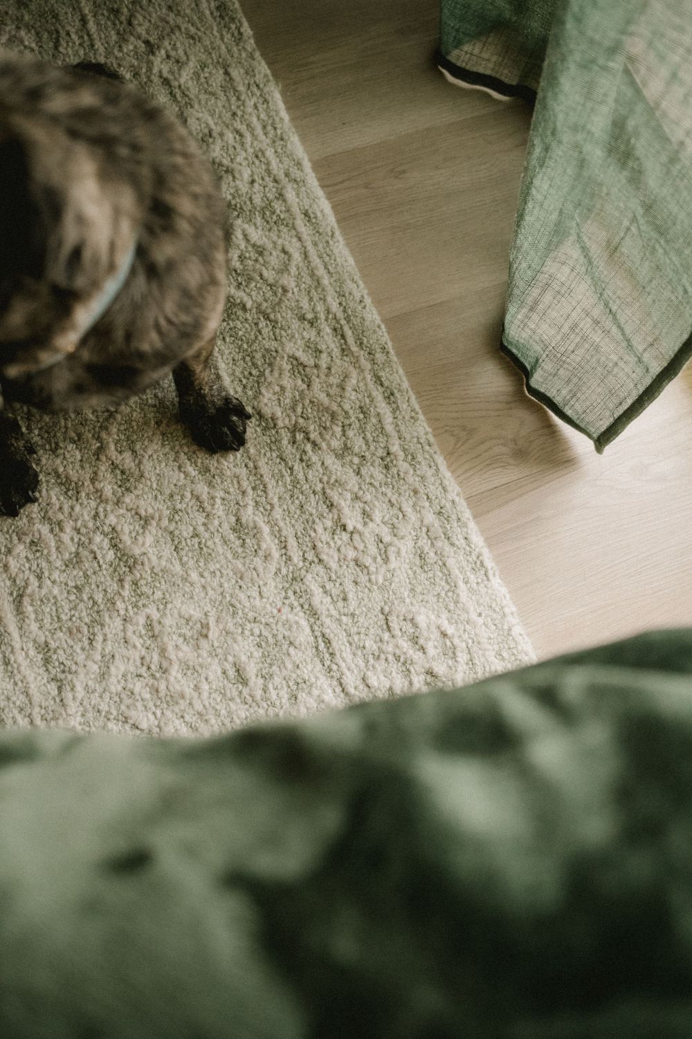Top-down view of a brindle pug dog standing on a beige rug near green curtains and hardwood floor.