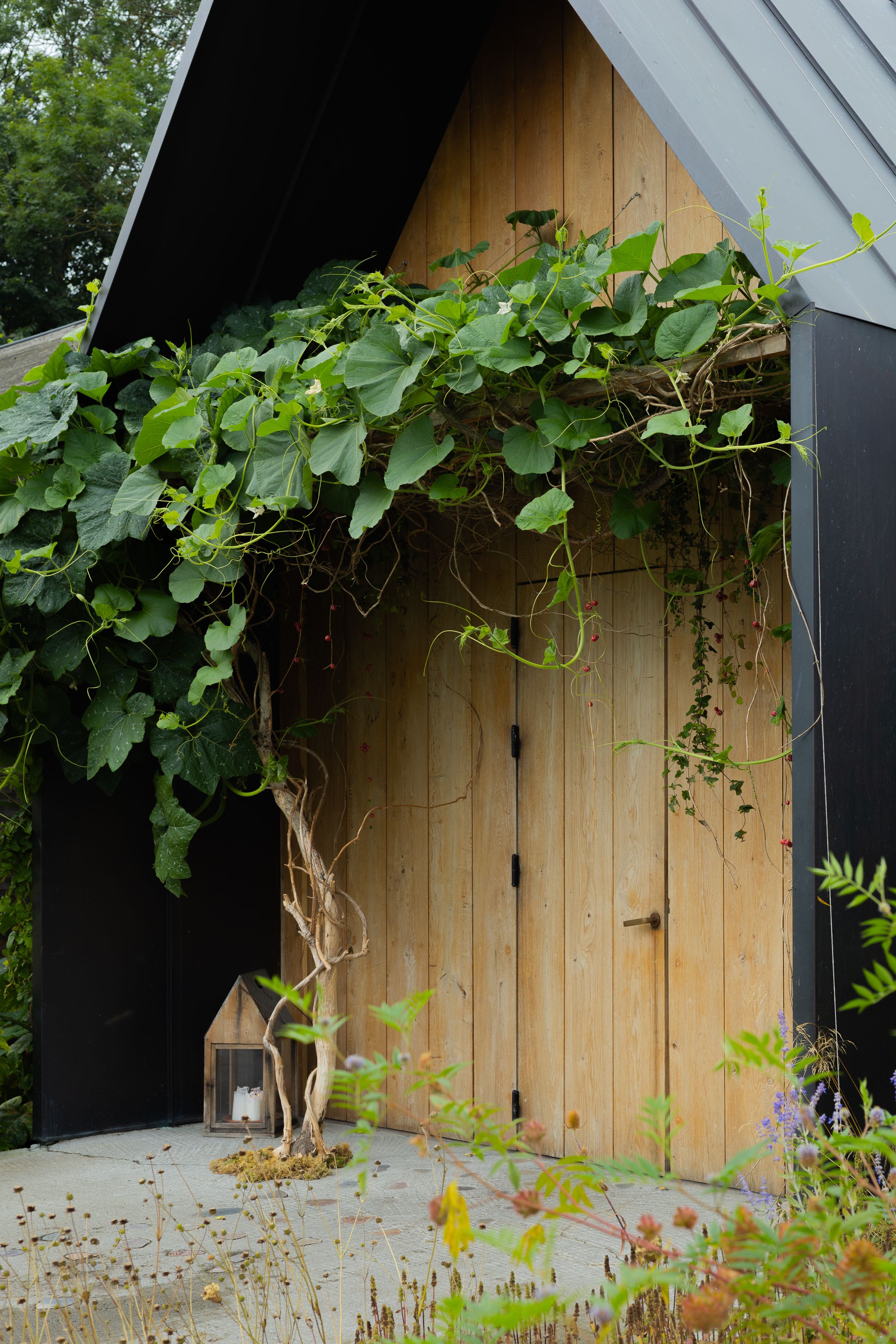 Lush green vines climb up a natural wood door frame on a modern building.