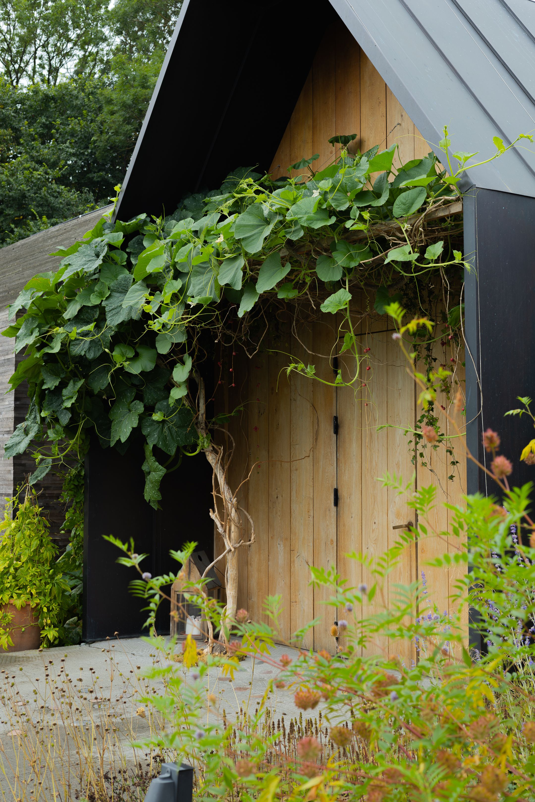 Climbing vines with large leaves create a natural archway over a wooden doorway.