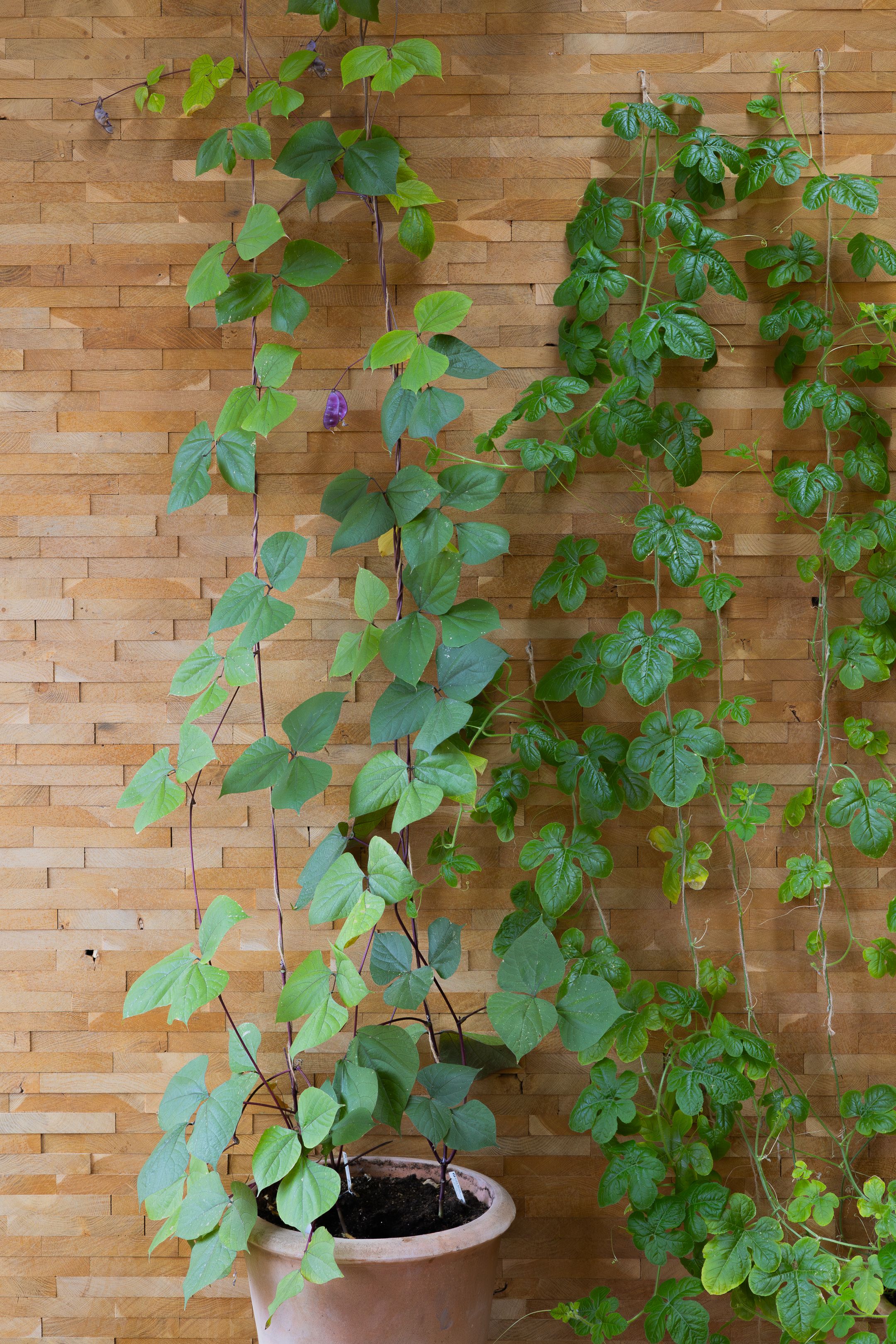 Potted climbing plants with green leaves growing against a textured wooden wall.