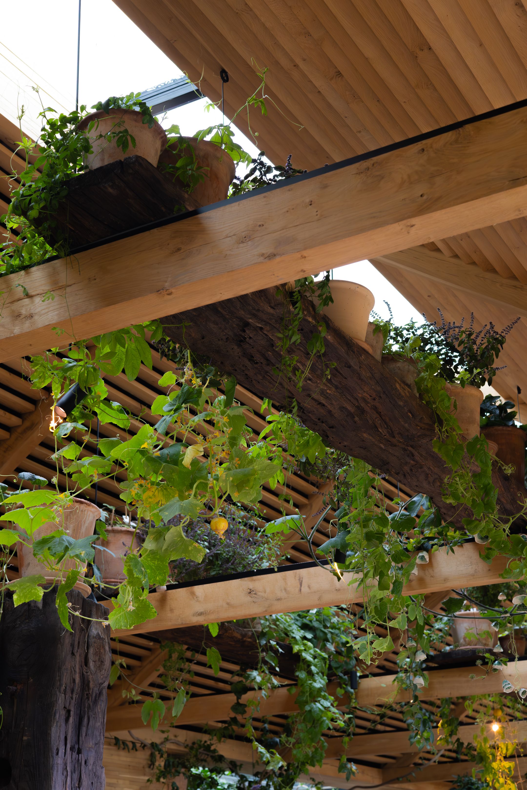 Wooden beams with hanging plants create a natural canopy in an outdoor space.