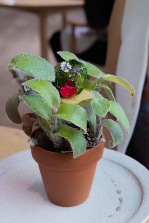Small potted plant with green leaves and a red flower blossom on a white plate.