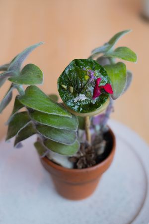 Close-up of a succulent plant with vibrant green leaves and pink flower in terracotta pot.