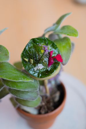 Detailed view of a succulent leaf reflecting a pink flower and crystalline formation.