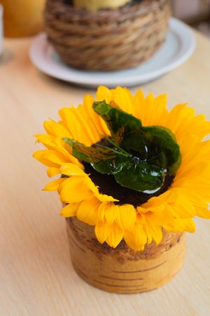 Bright yellow sunflower in a wooden container against a light wooden table surface.