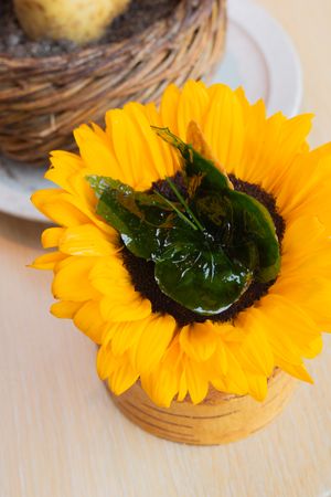 Close-up of a sunflower with dark green center piece in wooden container.