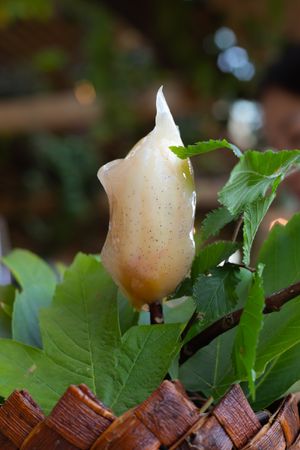 White flower bud emerging from decorative woven basket with green foliage.