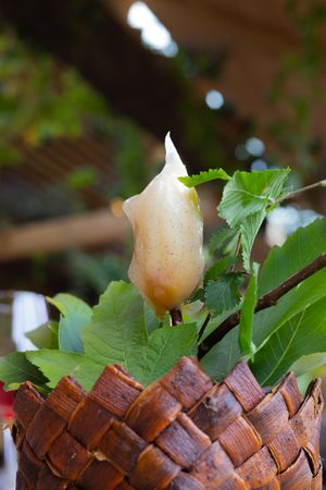 Close-up of pale colored bud nestled among green leaves in woven basket.
