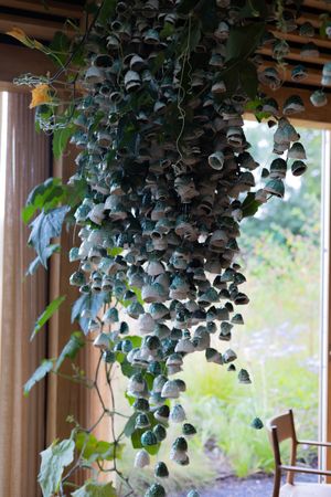 Cascading dark leaves create a dramatic hanging plant display near a window.
