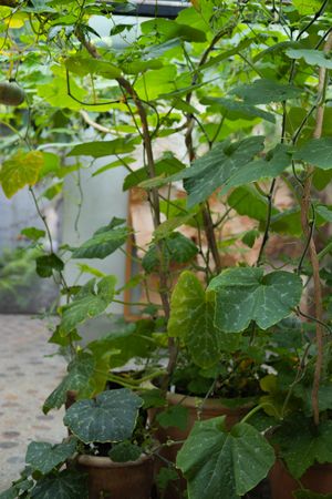 Lush green plants growing in terracotta pots with large tropical leaves.