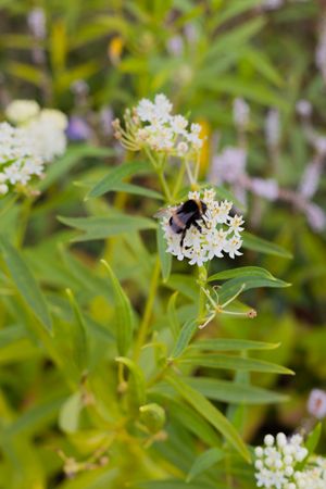 Close-up of a bumblebee pollinating small white flowers among green foliage.
