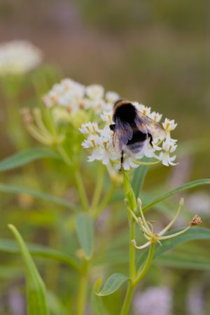 Macro shot of a fuzzy bumblebee gathering nectar from white wildflowers.