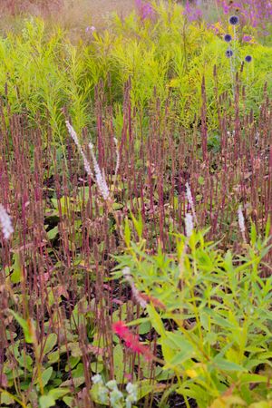 Vibrant wildflower meadow with purple and yellow blooms in natural setting.