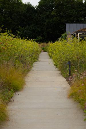 Concrete pathway through wild meadow flowers bordered by natural landscaping.