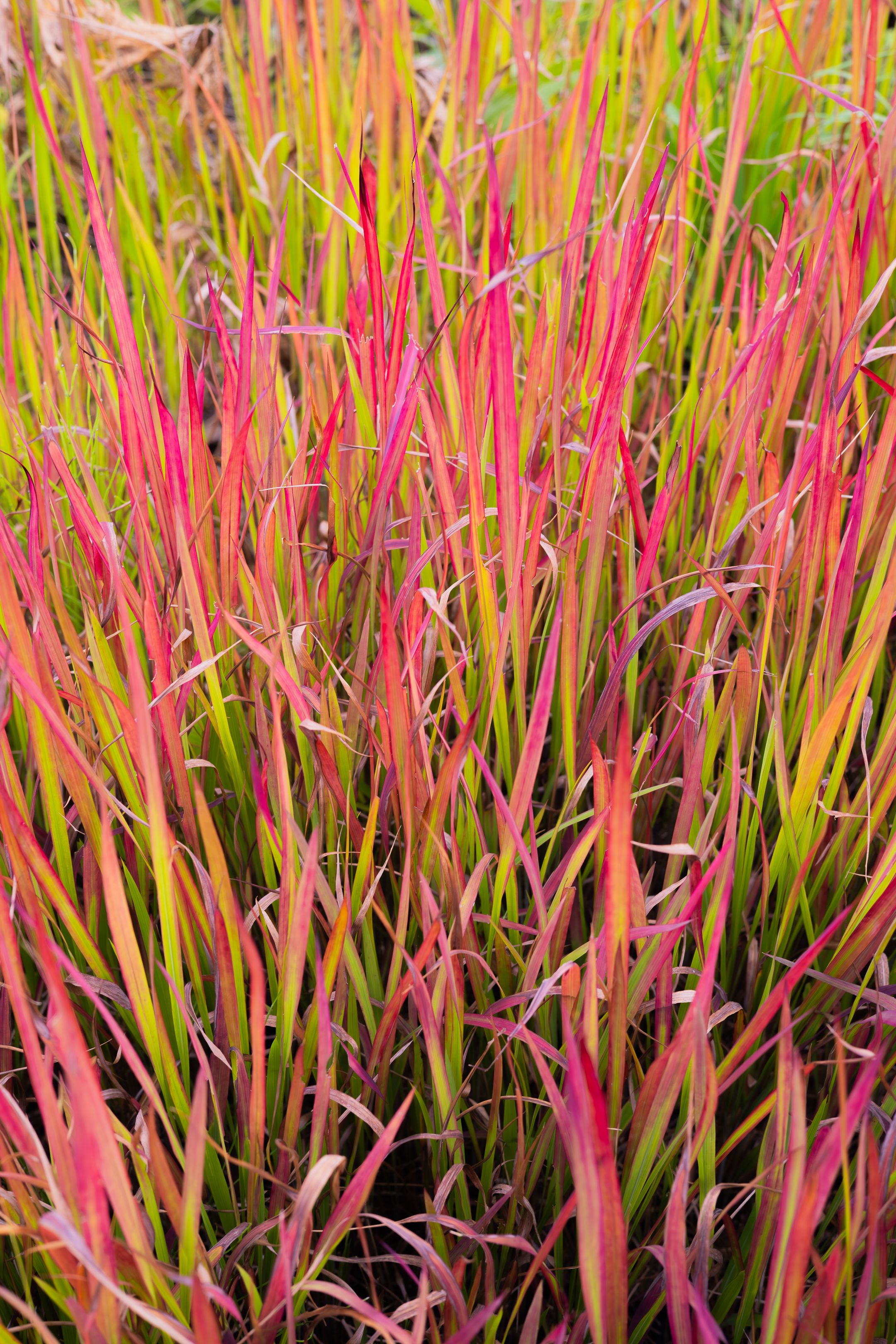 Close-up of ornamental pink and green grass stems in garden setting.