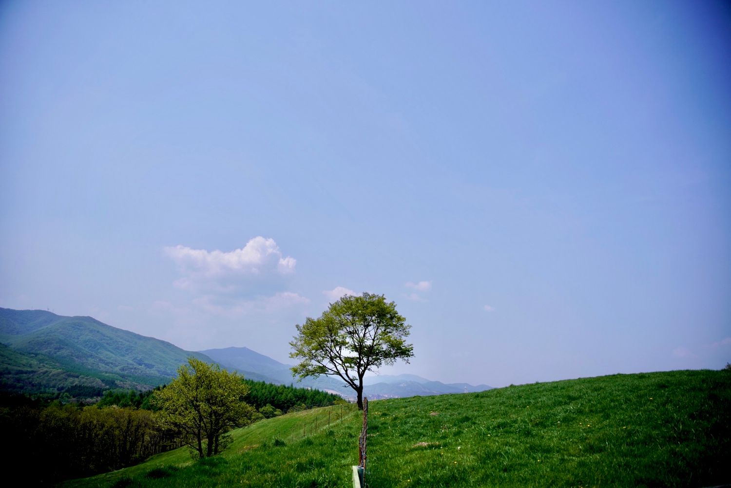 a tree on the hill