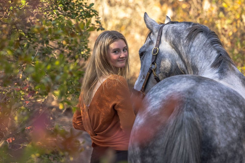 A grey horse poses in a wooded area with warm autumn colors in the background.