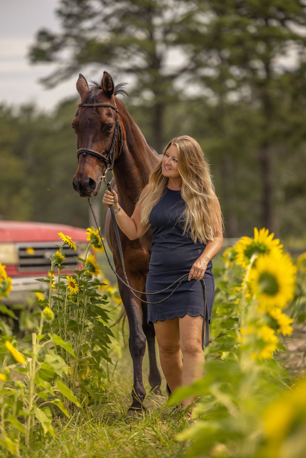 A brown horse stands in a vibrant sunflower field while being led by someone in blue.