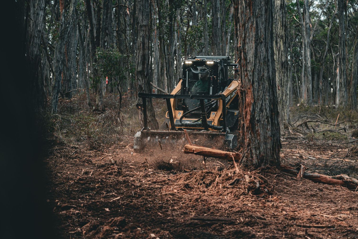 Construction equipment clearing forest floor between tall eucalyptus trees.