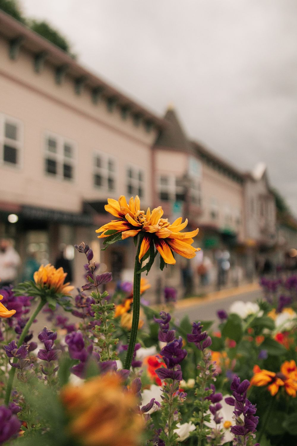 Vibrant orange and purple wildflowers bloom in a garden with residential buildings blurred in the background.