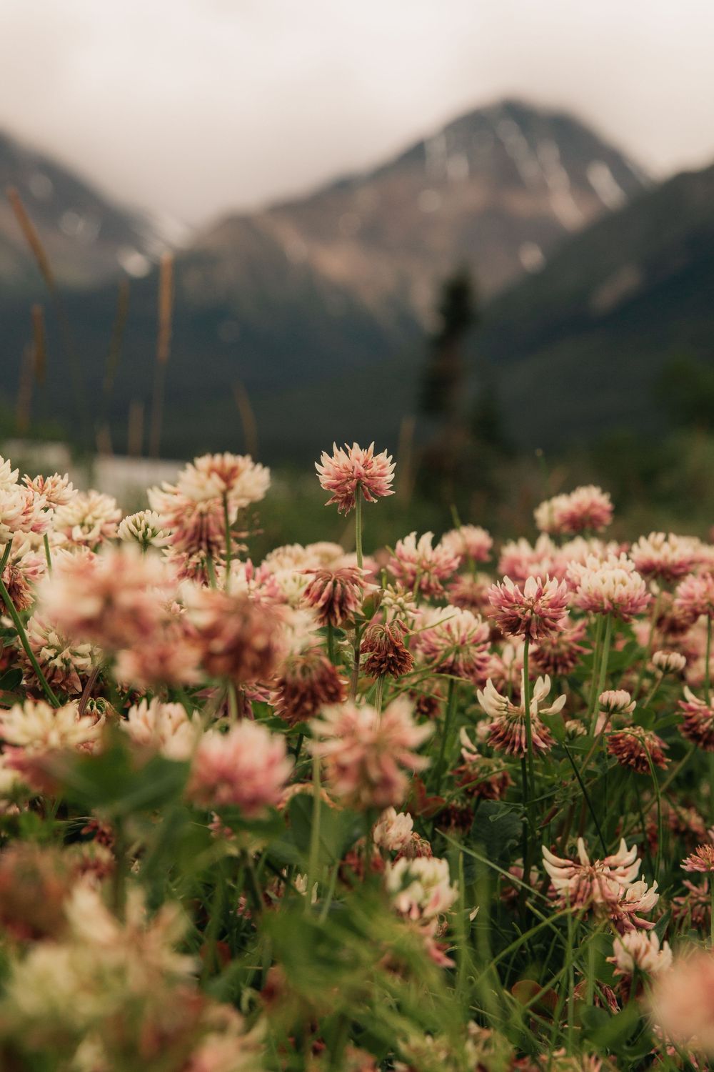 Pink wildflowers bloom against a backdrop of misty mountain peaks in a scenic natural landscape.