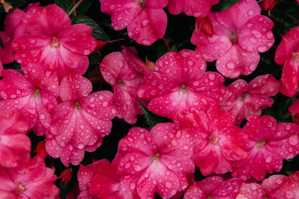 Bright pink impatiens flowers covered in morning dew drops create a vibrant floral display in the garden.
