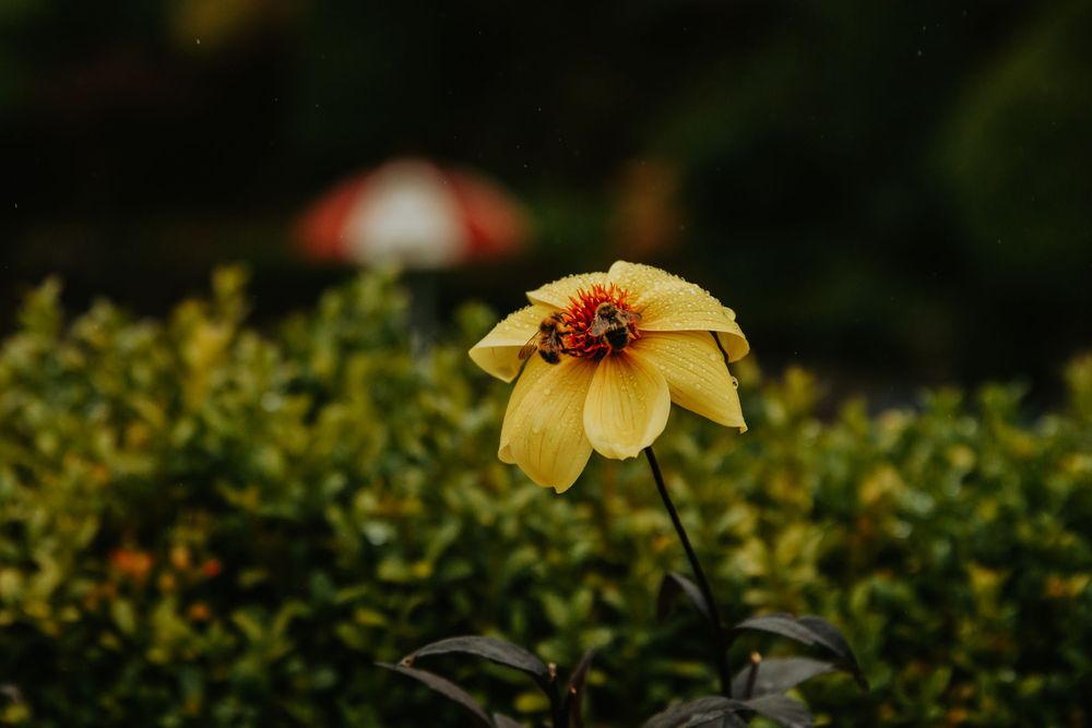 A vibrant yellow daffodil flower blooms in a garden setting with green foliage in the background.