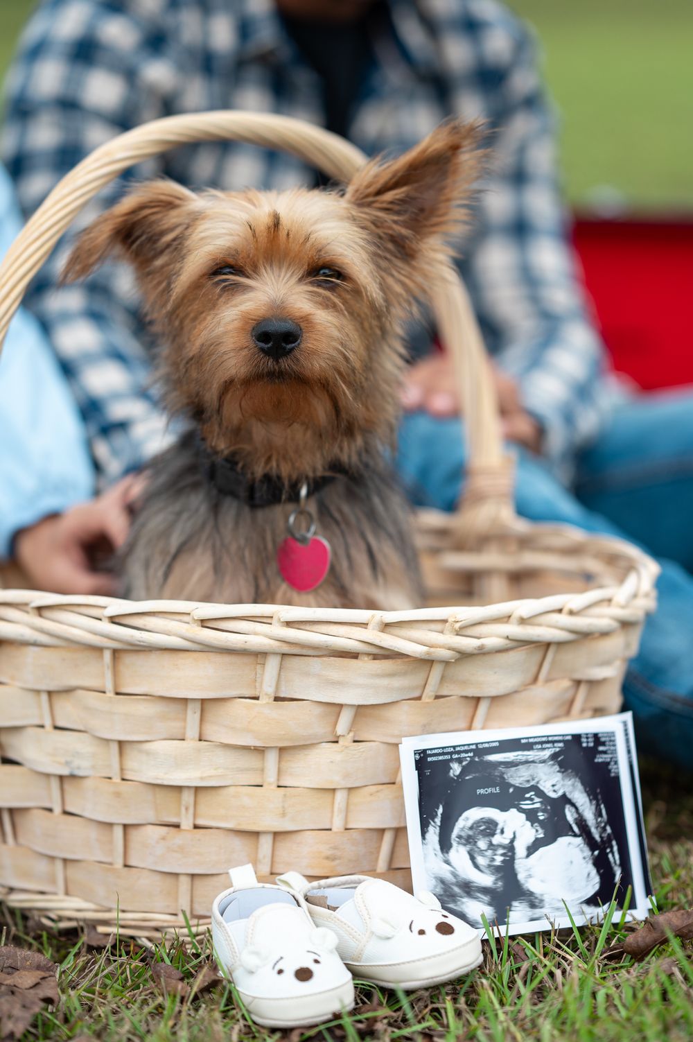 Yorkshire terrier sitting in wicker basket with ultrasound photo and baby shoes.
