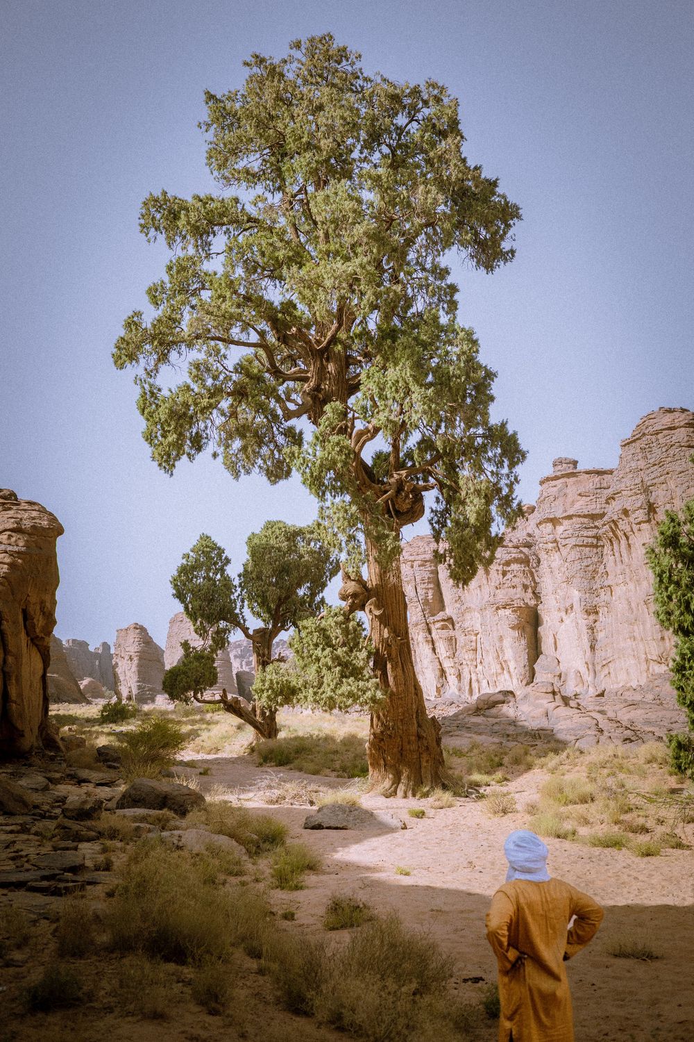 Rocky desert landscape with ancient trees growing among tall stone formations.