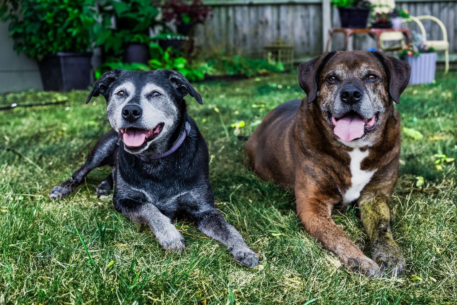 A black dog with grey face and a brown dog with grey face are laying side by side in the grass