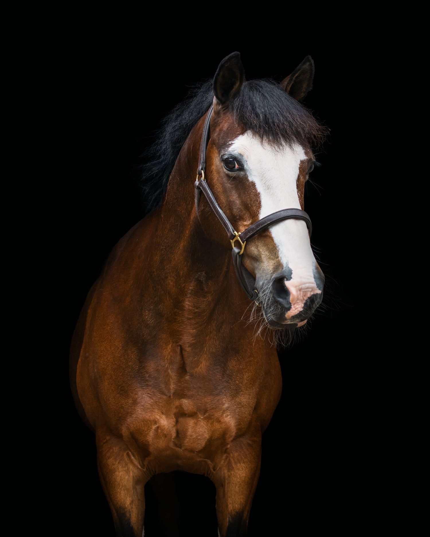 A bay horse with a white blaze wearing a bridle, photographed against a dark black background.