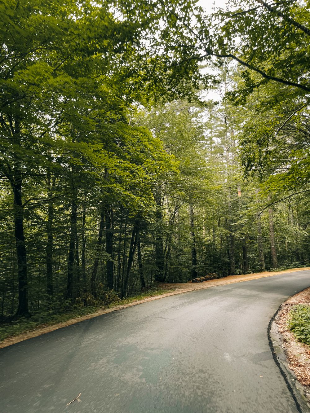 The road to Cathedral ledge, New Hampshire