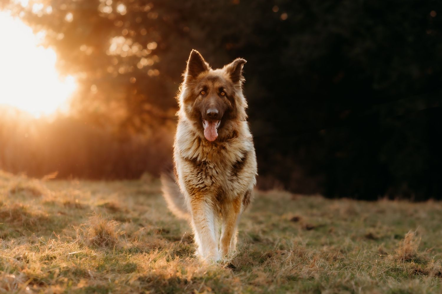 German Shepherd running through field during golden hour sunset.