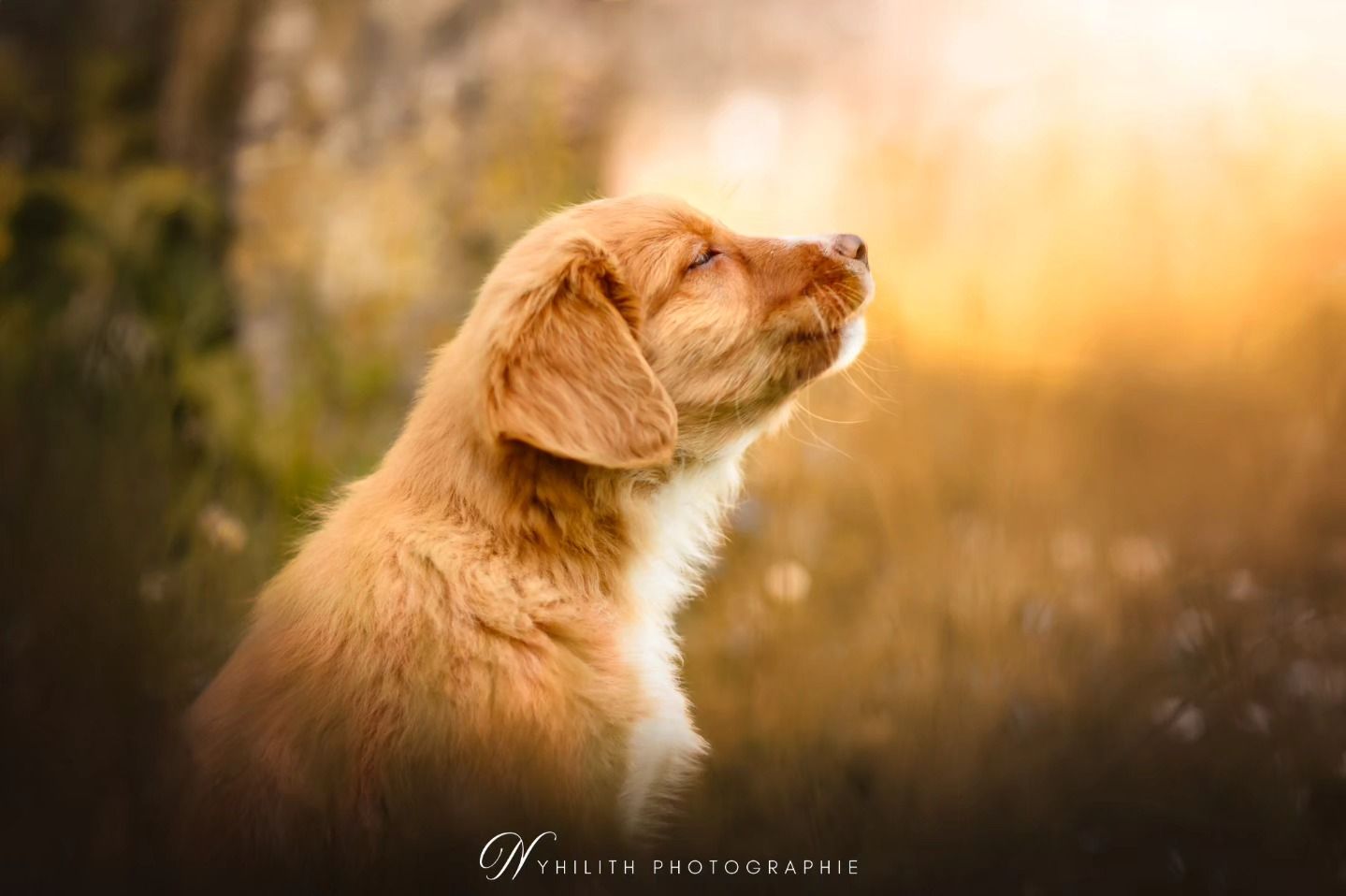Séance photo d'un petit chiot proche de Verdun avec Photographe professionnel nommé Nyhilith Photographie photo artistique portrait magique
