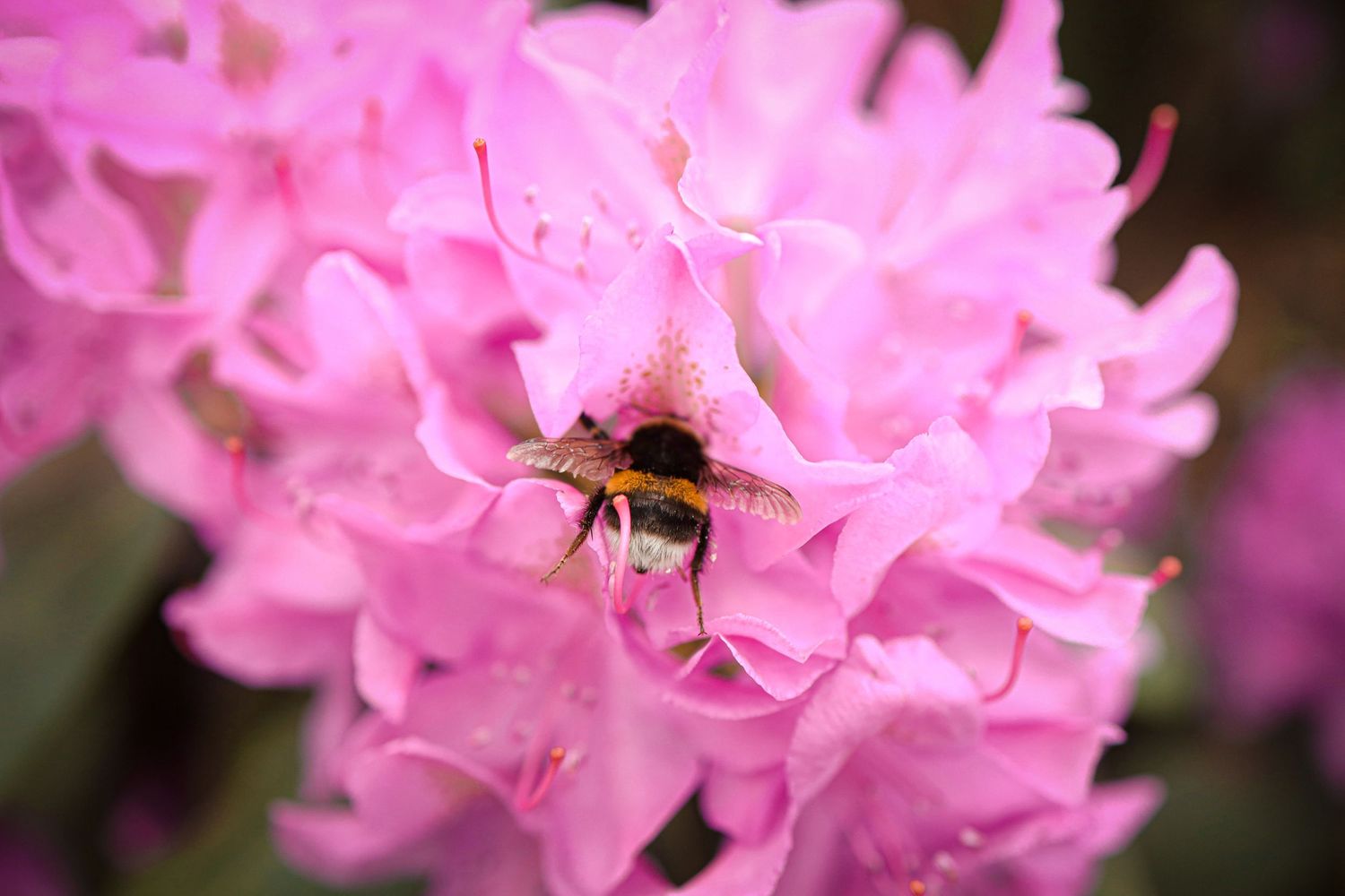 bumblebee sits on rhododendron flowers in the Vilnius Botanical Garden