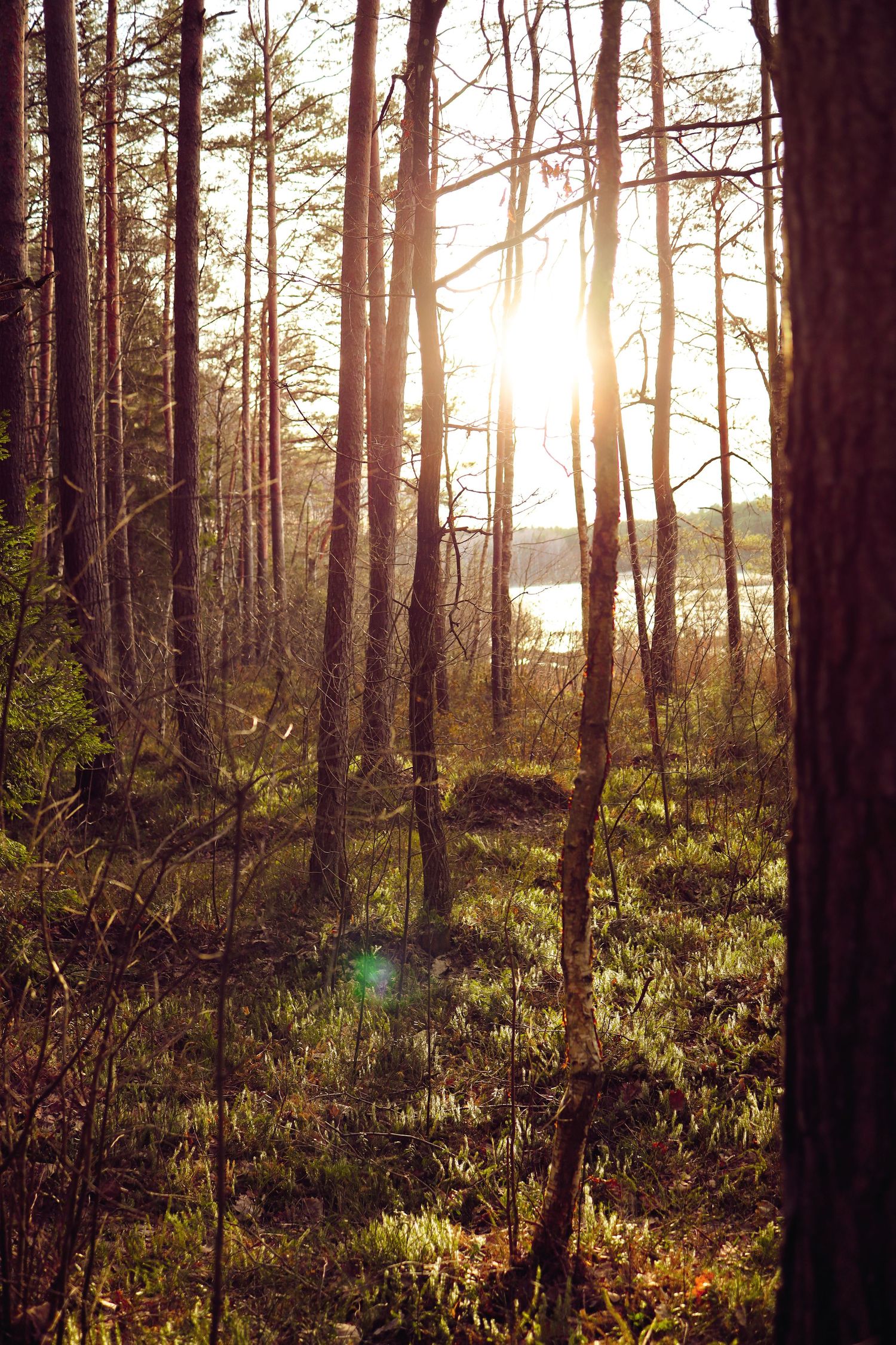 Lithuanian forest. Sunset lighting.  Trees, moss, lake