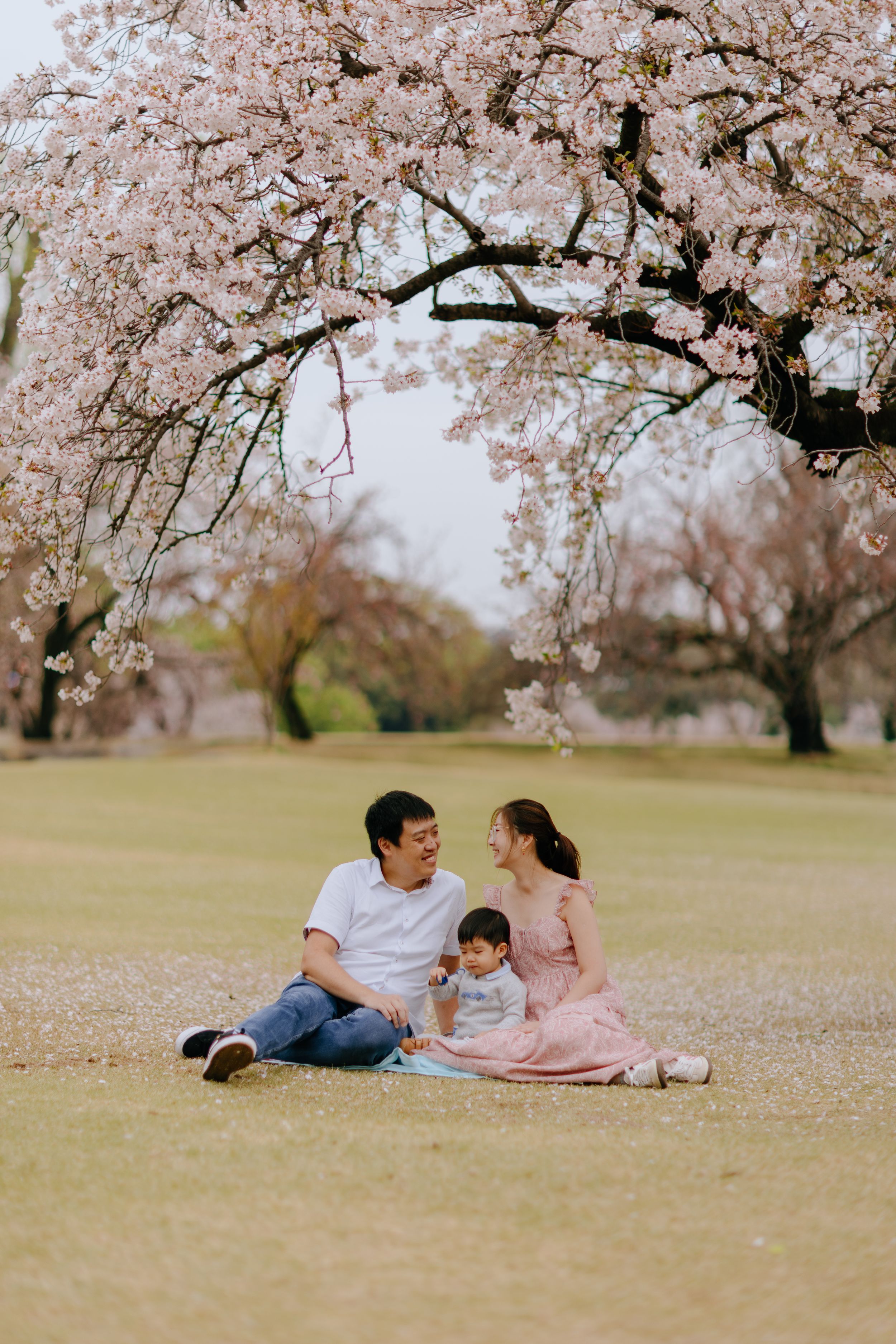 Family relaxing on grass beneath beautiful pink cherry blossom trees during spring season.