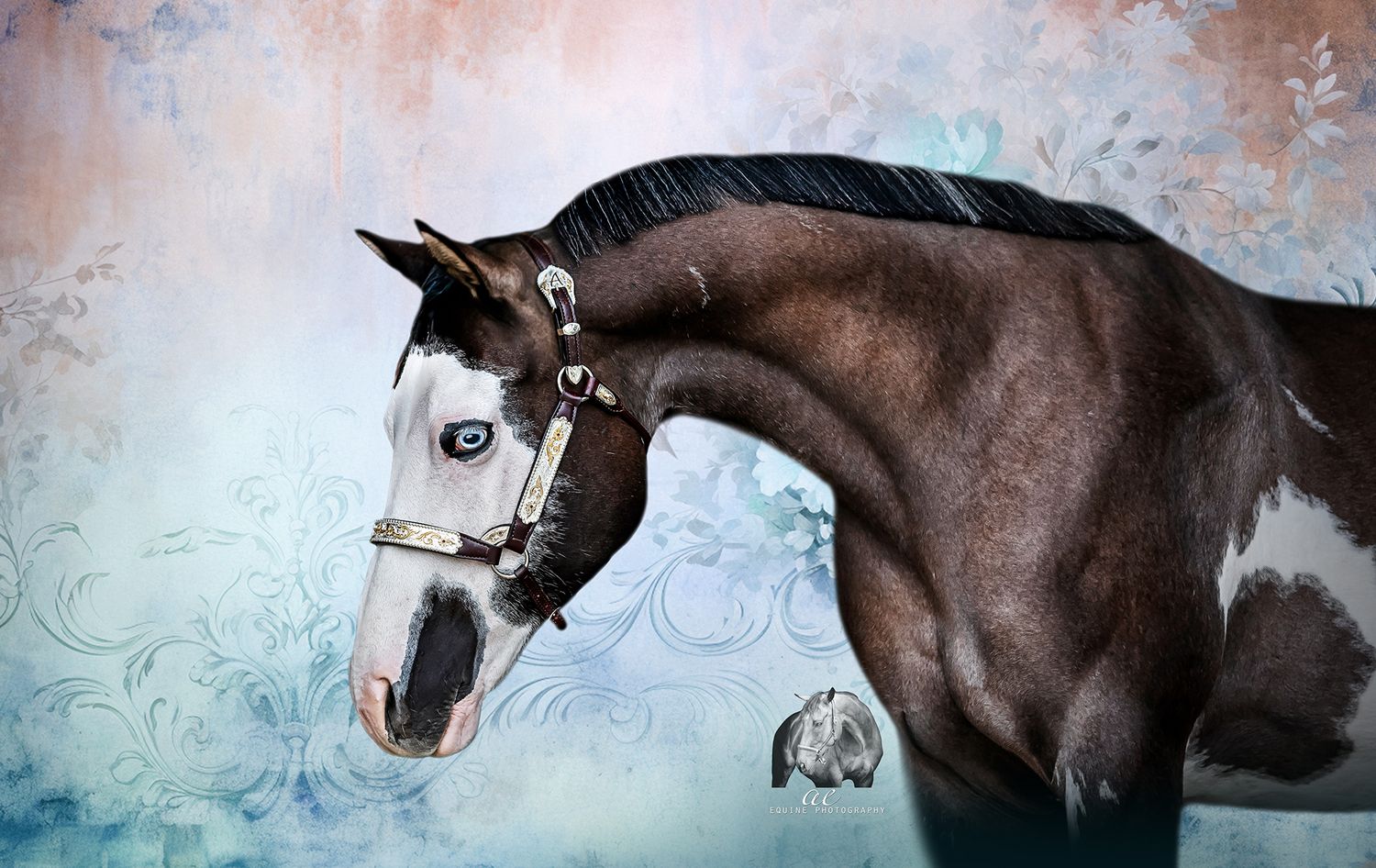 Dramatic equine fine art portraits, highlighting your horse's elegance. Equine black background photographer. Abbotsford, BC. BC Paint Club.
