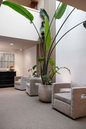 Talks Over Tea Mental health therapist office space in Tacoma, WA waiting area for clients to sit with large topical plant and 3 seats