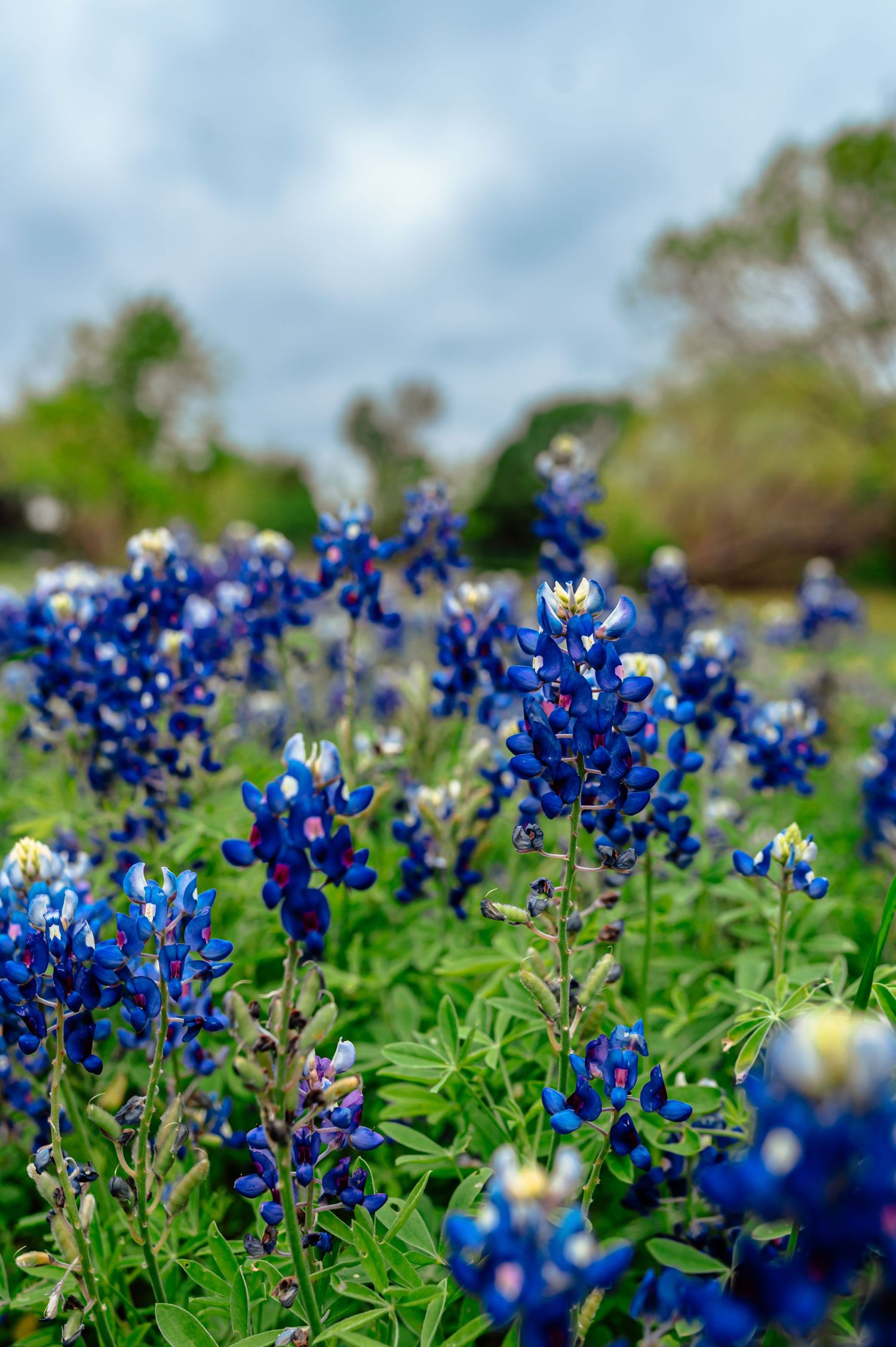 Dallas area bluebonnets with cloudy skies above taken during a sunnyvale mini photo session