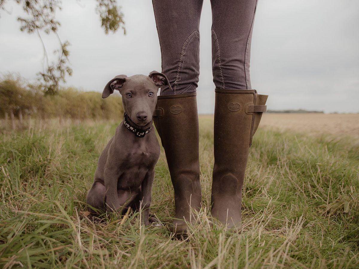 All Scene Images, is a professional outdoor dog photographer based in Harwich, Essex, UK. Information.